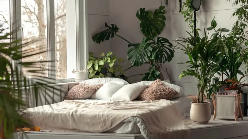 Planta de apartament care poate absorbi căldura și menține casa rece. Poate să scadă temperatura - Foto: Istock / imagine cu rol ilustrativ