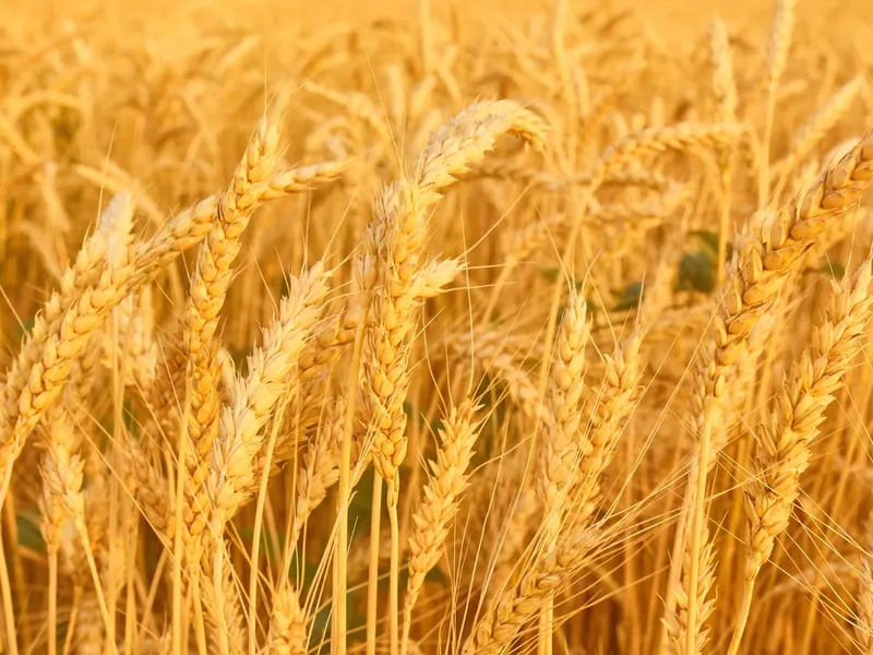 România se opune noului acord comercial al UE cu Ucraina. „Destabilizează piața agricolă” - Foto: Profimedia Images (imagine cu rol ilustrativ)
