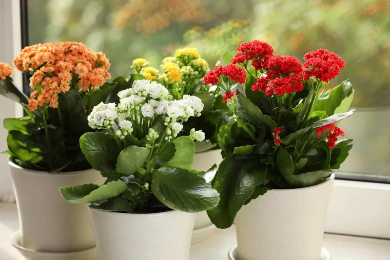 Kalanchoe  - Foto:mathaus.ro