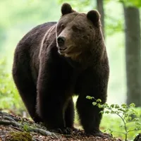 VIDEO Misterul din pădurea Dobrovăț. Sute de urme de urs, dar animalul e de negăsit