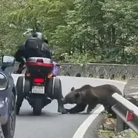 Un motociclist a fost mușcat de un urs pe Transfăgărășan. I-a golit ghiozdanul - Foto: Arhiva