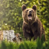 Un urs a murit, izbit în plin de o maşină. Șoferul a fost rănit  - Foto: Arhivă / imagine cu caracter ilustrativ