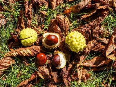 Castane - Foto: Pexels (Imagine cu rol ilustrativ)
