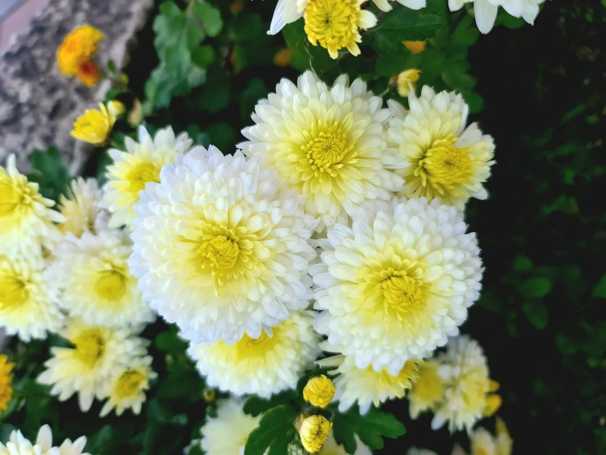 Un buchet frumos de crizanteme galbene și albe - Foto: Pexels (Imagine cu rol ilustrativ)