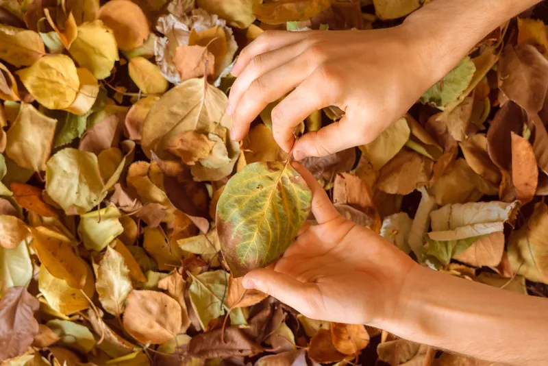 Frunze uscate toamna - Foto: Freepik (Imagine cu rol ilustrativ)