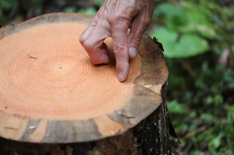 O m&acirc;nă arată pe inelele de creştere ale ciotului unui copac tăiat, &icirc;n Mazeri, Georgia - Foto: Profimedia Images