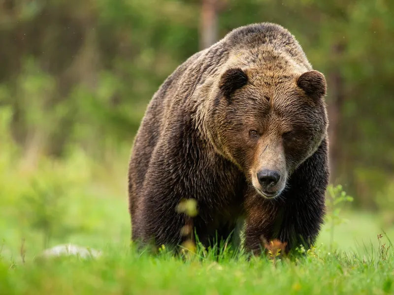 Cosmarul unui bărbat rămas orb după ce un urs l-a mușcat de față: „Ultima imagine mă bântuie și azi” - Foto: Profimedia images - Caracter ilustrativ