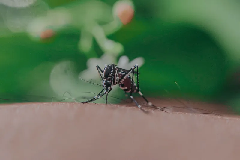 Ț&acirc;nțar Foto: Pexels (imagine cu rol ilustrativ)