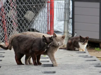 Pisici de stradă/FOTO: whyy.org