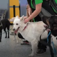 Câini folosiți pentru detectarea pacienților cu COVID pe aeroportul din Hlesinki Foto: Captură Yputube The Guardian