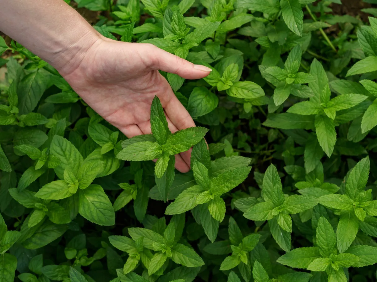 Tufă de mentă - Foto: Freepik (Imagine cu rol ilustrativ)