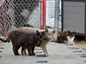 Pisici de stradă/FOTO: whyy.org