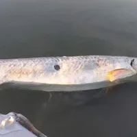 Morun lăsat fără icre și ucis pe Dunăre/Foto: Facebook