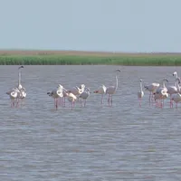Scene exotice pe plaja Mării Negre. Mai multe păsări Flamingo au fost văzute în Eforie Foto: captură video Observator