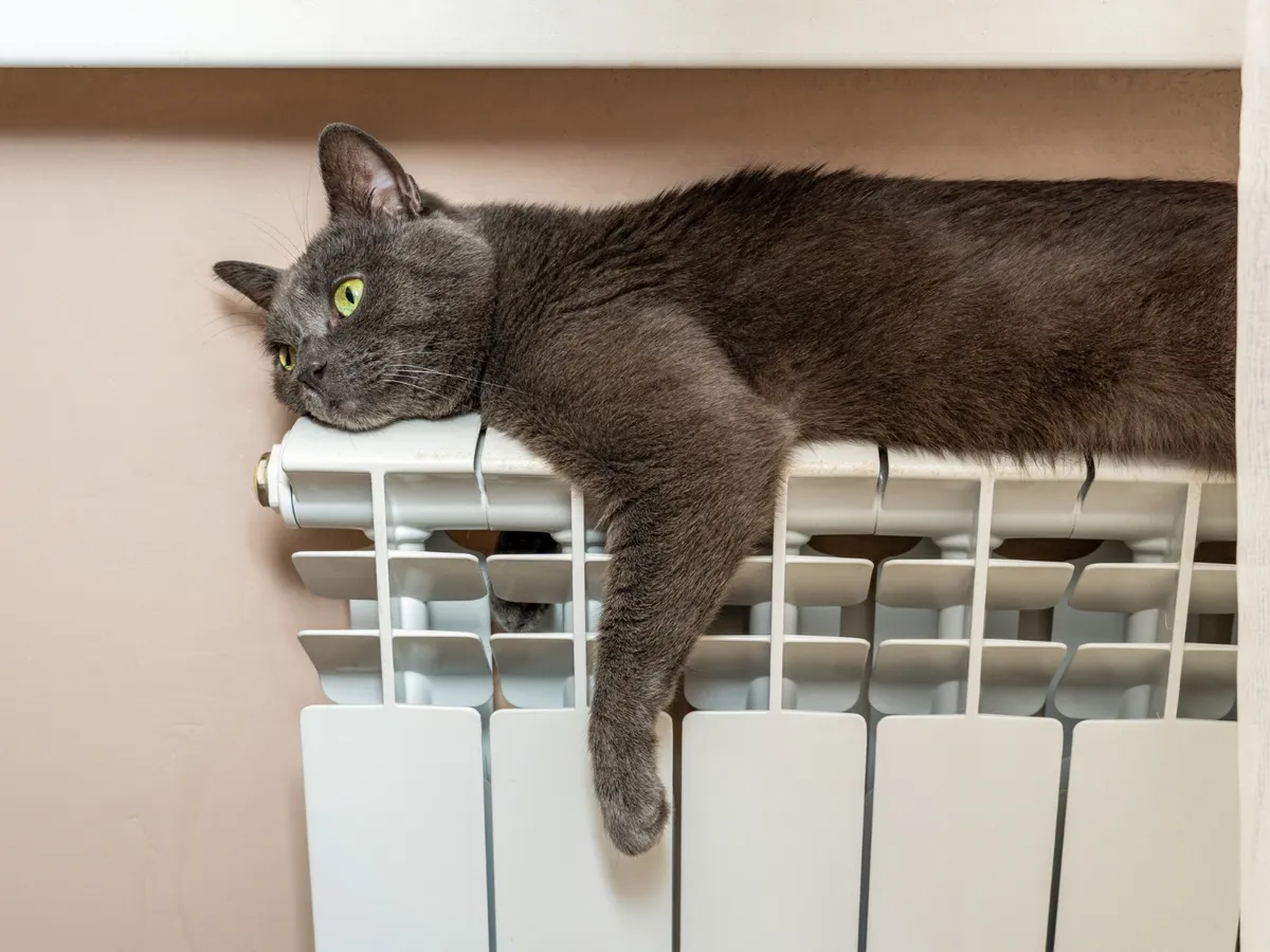 Pisică care stă întinsă pe calorifer - Foto: Freepik (Imagine cu rol ilustrativ)