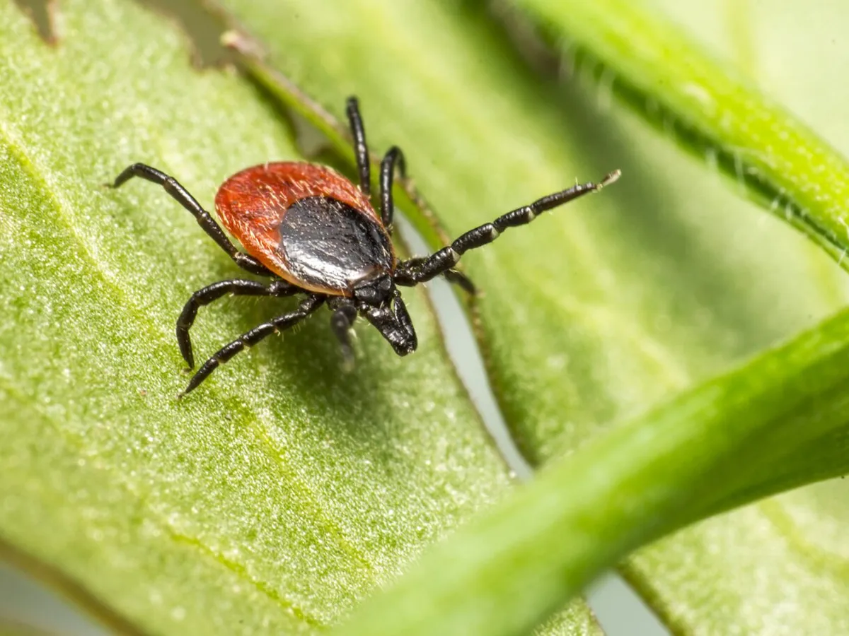 Mare atenție când ieșiți în parc sau la picnic. O insectă periculoasă răspândește boli fatale - Foto: Freepik (rol ilustrativ)