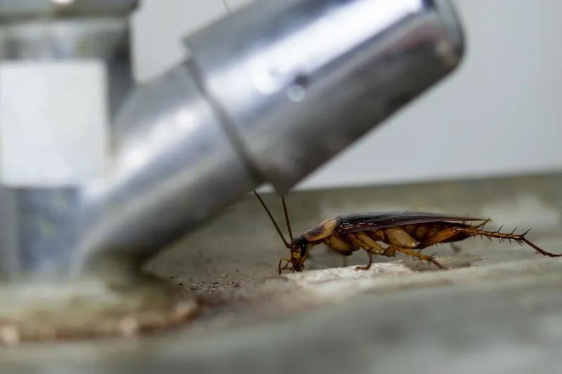Gândac de bucătărie - Foto: Freepik (Imagine cu rol ilustrativ)
