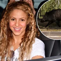 Shakira și fiul său, atacați de mistreţi într-un parc din Barcelona. Porcii i-au furat poșeta. / Foto: tassco.org