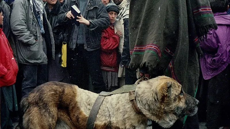 Ciobănesc afgan de luptă Foto: Mihai Duță