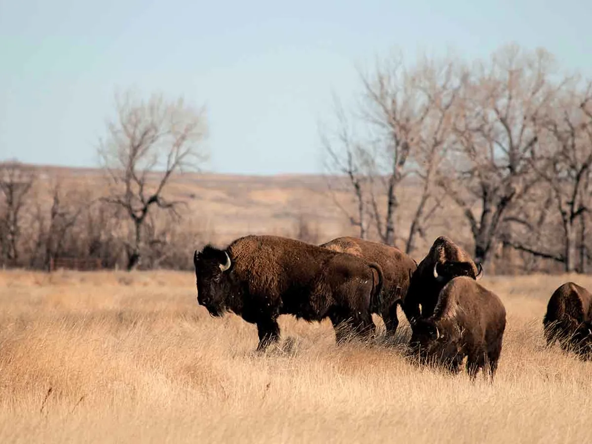Preeriile americane Reserve - Montana