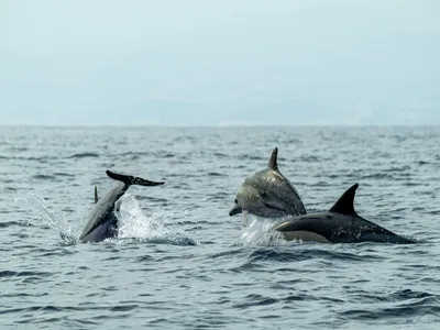 Delfini Foto: Pexels (imagine cu rol ilustrativ)