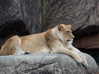 Leoaică la zoo - Foto: Freepik (Imagine cu rol ilustrativ)