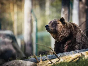 Un urs a atacat un bărbat de 38 de ani într-o pădure din Neamț - Foto: Pexels/ Janko Ferlic - Imagine cu rol ilustrativ