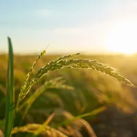 Afacerile din agricultură au ajuns dependente de informatică - Foto: Freepik/wirestock