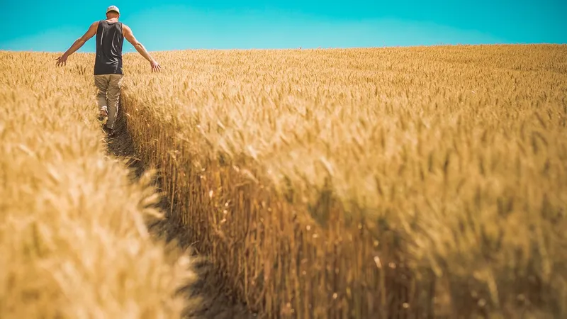 Lan de grâu - Foto: Pixabay/ Pexels