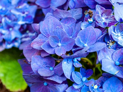 Hortensie Foto: Freepik (imagine cu rol ilustrativ)