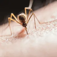 Cum poți scăpa de insectele din casă printr-un truc surpinzător. Un militar ne învață metoda Foto: Pexels (fotografie cu caracter ilustrativ)