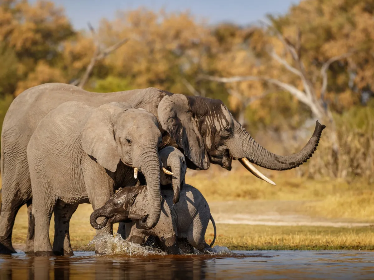 Un miliardar a fost ucis de elefanți în timp ce era la vânătoare în Africa. „Împușca de la 10 ani”