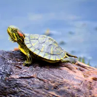 VIDEO O broască țestoasă, dispărută de 50 de ani a fost găsită în viață. Cum a fost posibil? foto: Freepik (fotografie cu caracter ilustrativ)