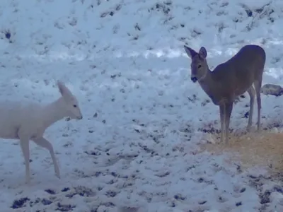 Căprioara albă, foarte rară, a apărut în Parcul Național Bucegi - Foto: Obancea Cătălin