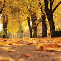 Toamna vine cu temperaturi de vară - Foto: Pexels.com