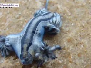 VIDEO Pericol pentru turiști, în plin sezon: mai multe plaje au fost închise în Spania din cauza „Dragonului Albastru”, o moluscă venin