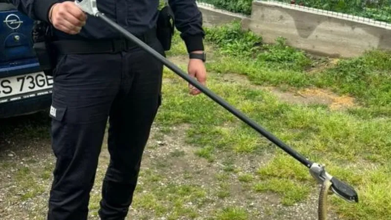 Oaspetele nepoftit din perete care le-a dat fiori unor români. Jandarmii au intervenit de urgență - Foto: Jandarmeria Romana