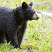 Alertă de urs la Sinaia. La Bușteni, se plimbă pe o stradă - Foto: wildlife alerts (imagine cu caracter ilustrativ)