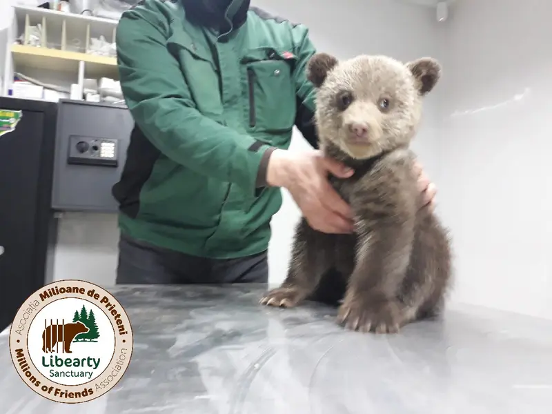 Puii erau deshidratați și nu voiau să mănânce. În prezent, se recuperează la sanctuarul de la Zărnești. Sursă imagine: facebook Libearty - Bear Sanctuary