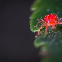 Un virus extrem de periculos „scăpat” din China a ajuns în Europa. Purtat de căpușe, e periculos - Foto: Pexels / Egor Kamelev (Imagine cu rol ilustrativ)
