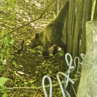Un pui de urs s-a prins într-un gard. Misiunea a fost periculoasă pentru că ursoaica era în preajmă Foto: IJJ Vrancea