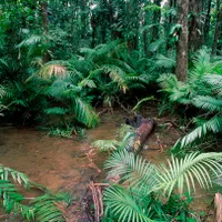 Pădure din Australia - Foto: Profimedia Images