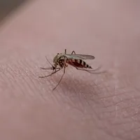 Al doilea caz de infectare cu West Nile în România. Cum se simte pacientul și ce simptome acuză - Foto: Pixabay(imagine cu rol ilustrativ)