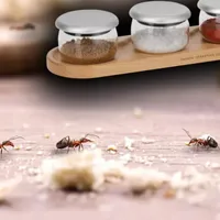 Alimentul din bucătărie care te scapă de furnicile din casă. Cum le perturbă traseul? - Foto: Profimedia Images (imagine cu rol ilustrativ)