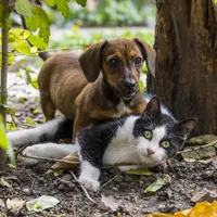 Știai că animalele pot fi alergice la oameni - Foto: Pixabay - cu rol ilustrativ