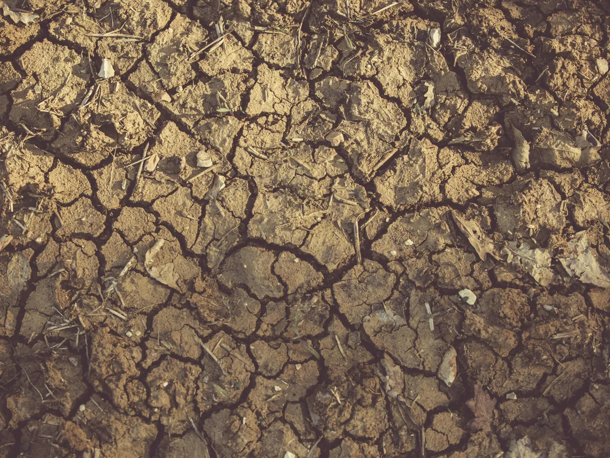 Lipsa precipitaţiilor afectează recoltele fermierilor. Consecințele le vom plăti la raft Foto: Pexels (fotografie cu caracter ilustrativ)