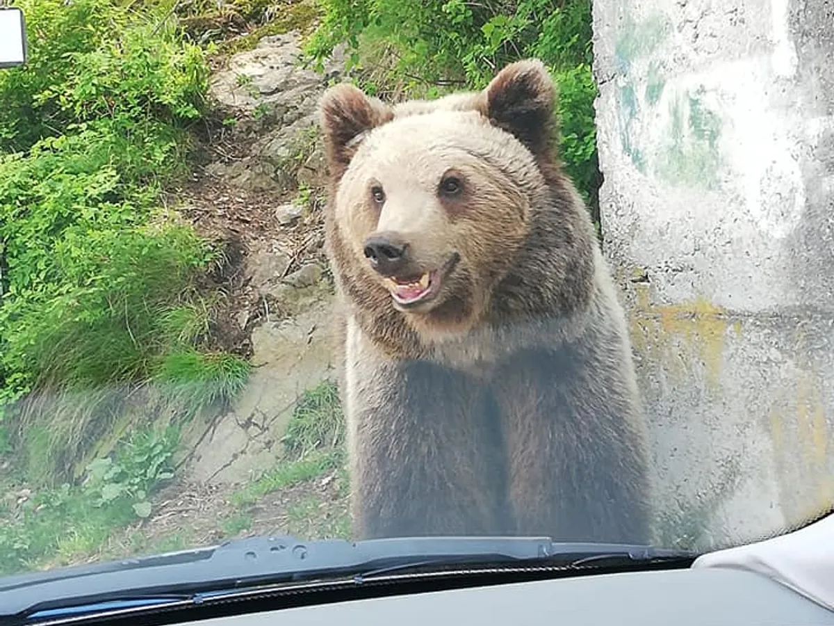 Urșii, fani înfocați ai Raliului Argeșului. / Foto: Iordachescu Claudiu Teodor, Facebook