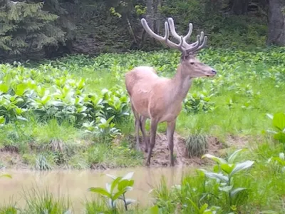 Cerb surprins la „scăldat” în Munții Apuseni. Se pregătea pentru boncănitul anual - Foto: Captură video/ Imagine cu caracter ilustrativ