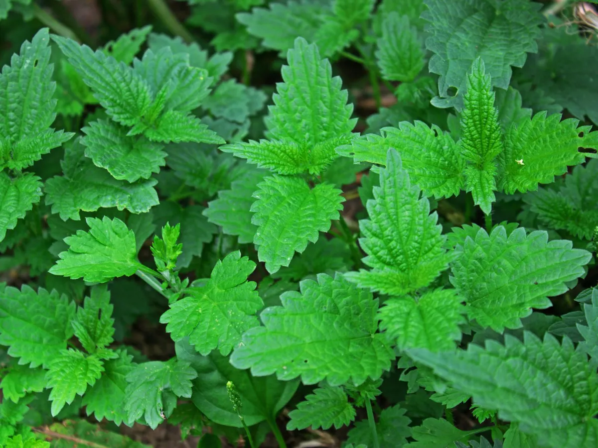 Urzici - Foto: Freepik (Imagine cu rol ilustrativ)