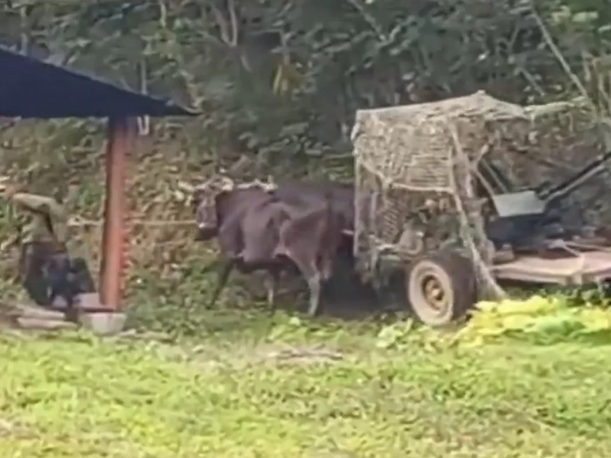 VIDEO În caz de invazie, Cuba va trage în avioanele SUA cu mitraliera din carul tras de boi. Imagini tari